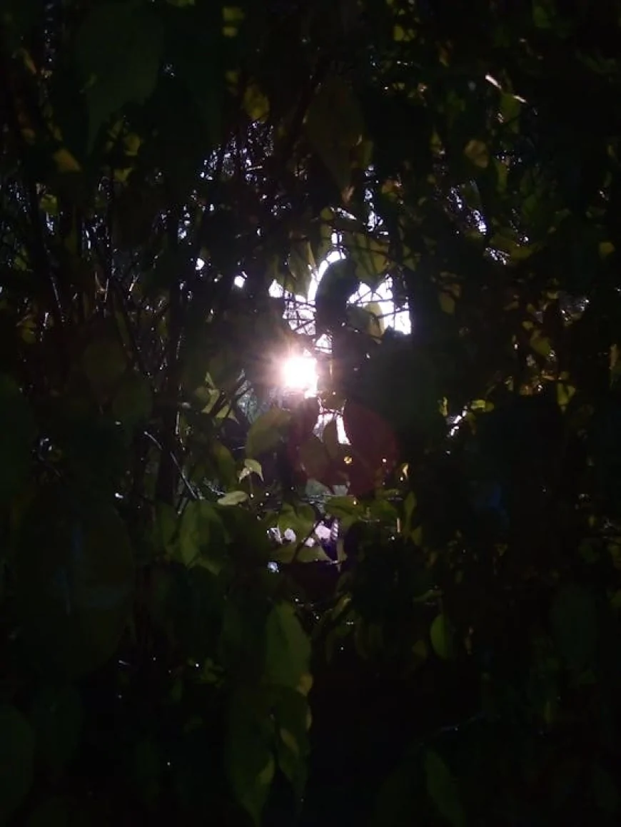 घर पर बनाएं रेस्टोरेंट जैसा हम्मस