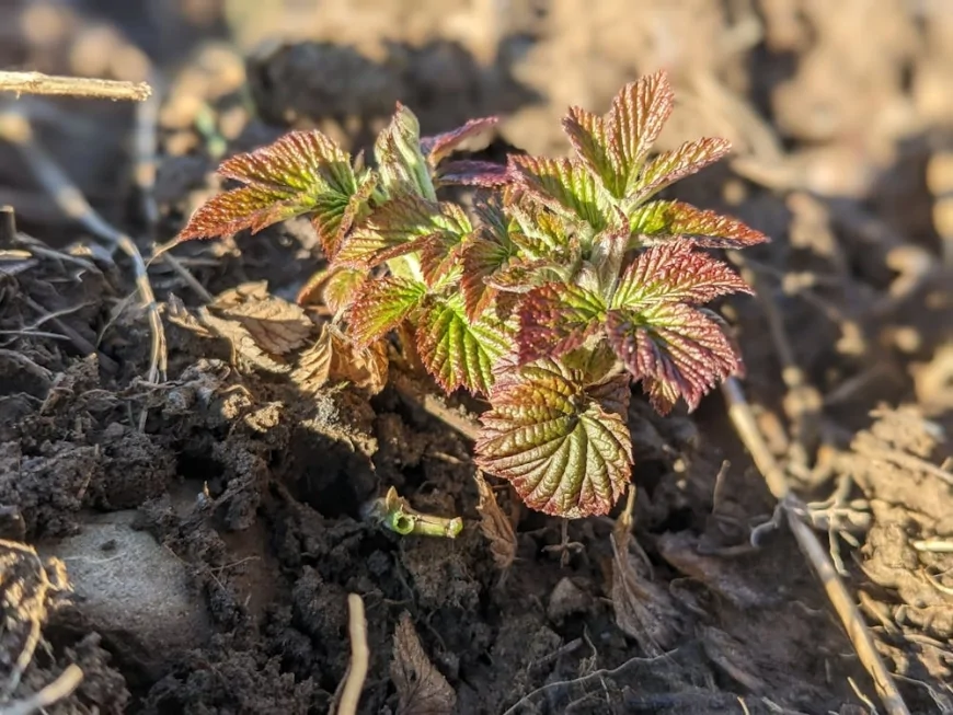 मसगouf - इराकी ग्रिल्ड मछली