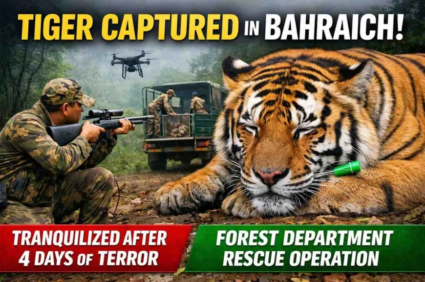 UP News: बहराइच में चार दिन से दहशत फैला रहा बाघ पकड़ा गया | Katarniaghat Tiger Rescue